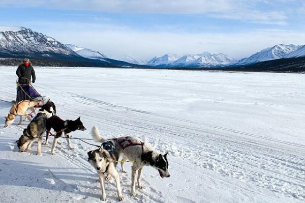 To think that huskies and malamutes have become the new Staffies?