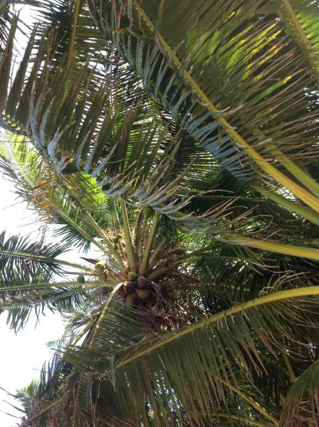 The 5:2 Thread number 43: Had too much Easter chocolate? Is the sugar monster chasing you? Come and join us in kicking the carb-cravings and getting back to healthy eating habits with intermittent fas