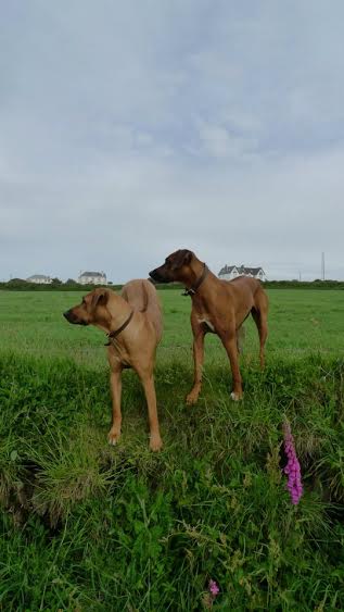 SHOW OFF YOUR DOGS! We can finally post photos here!