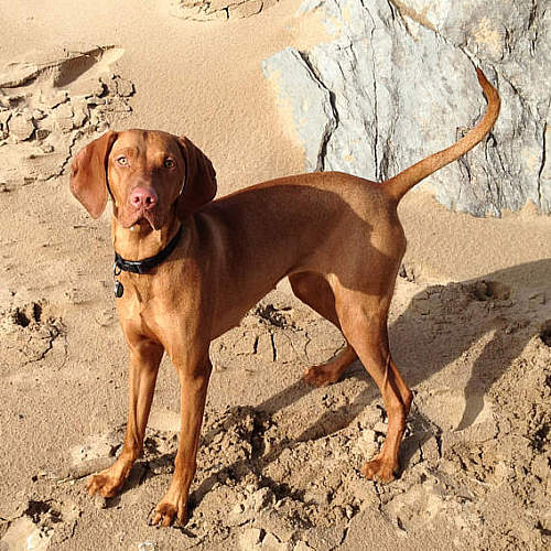 SHOW OFF YOUR DOGS! We can finally post photos here!