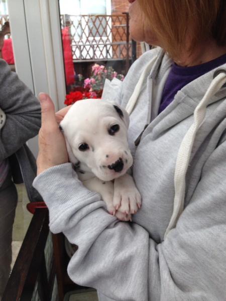 We're getting a puppy!!