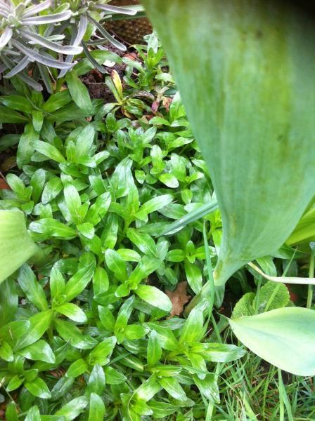 Help me identify this aka is this a weed?