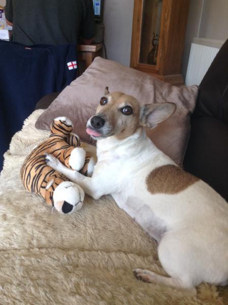 Devastated, my gorgeous pup has cancer