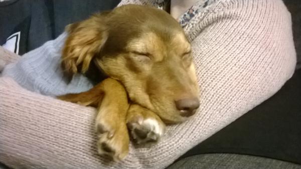 it must be lovely to be a well loved dog