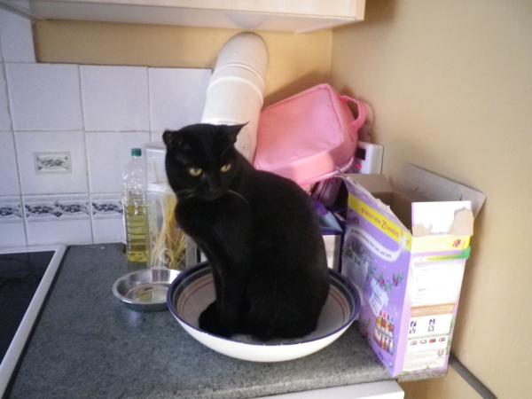 To think cats are not pets, more fluffy forms of torture.