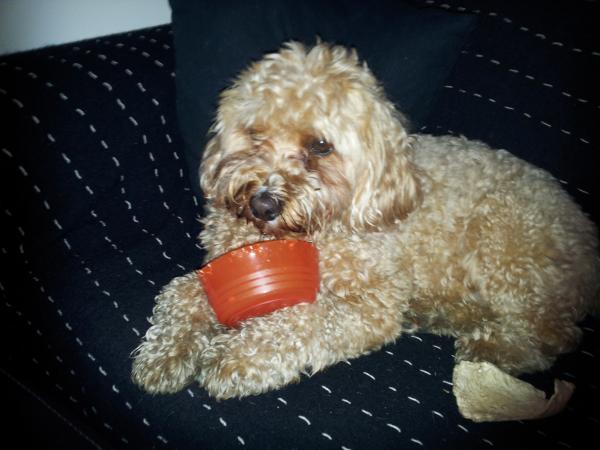 it must be lovely to be a well loved dog