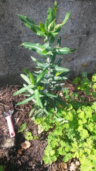 What the Jeff is this? Weed or not? Dig up or keep