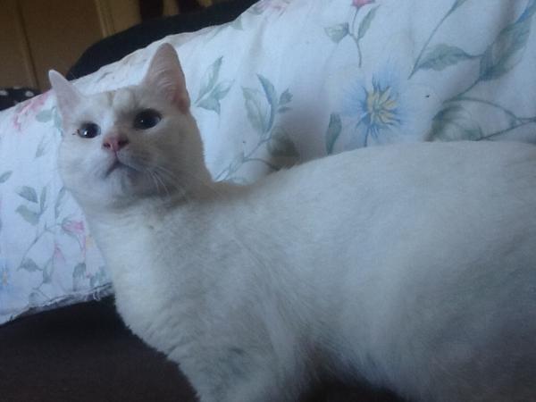 I know it's very soon, but I have a new cat and wanted to share.