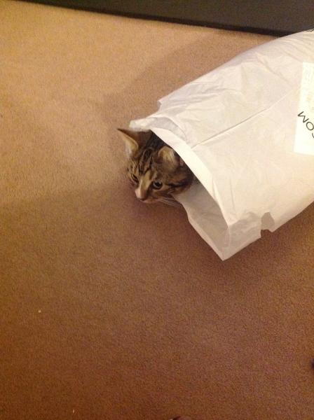 To think cats are not pets, more fluffy forms of torture.