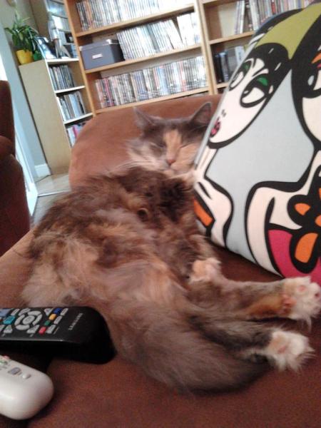 AIBU or is my cat ?
