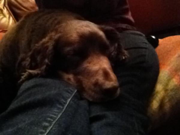 it must be lovely to be a well loved dog