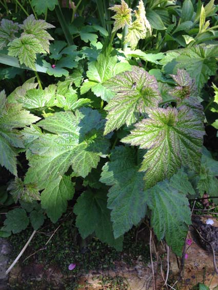 Is this a weed?  Should I pull it out or let it stay?