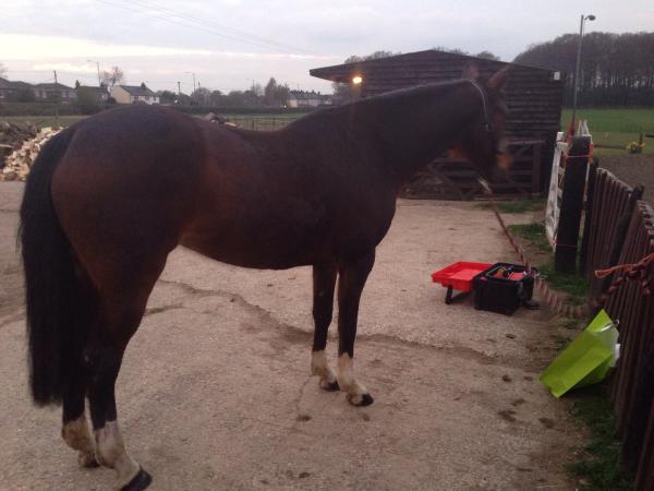 Seriously bad forelock any ideas to sort it?