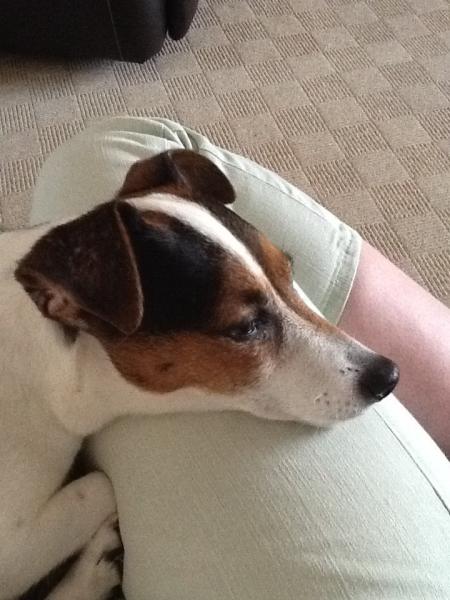 I want a dog!