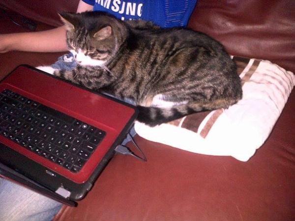 To think cats are not pets, more fluffy forms of torture.