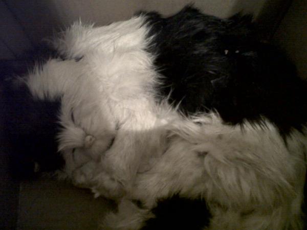 A small fluffy bundle...