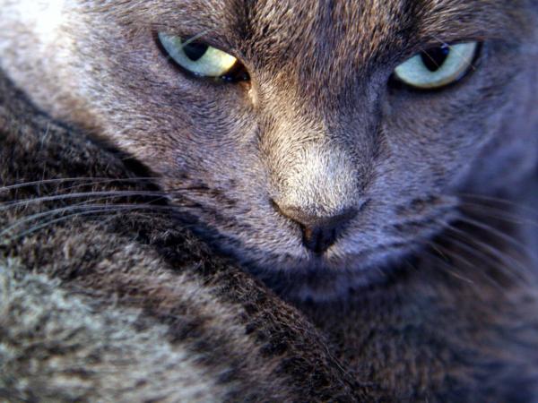 AIBU or is my cat ?
