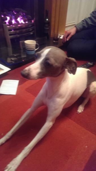 Greyhound, Whippet or Lurcher owner? Here's another pointy hounds cushion!