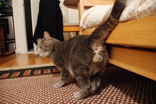 Am beside myself with excitement: it's just possible I've solved my cat pee problems