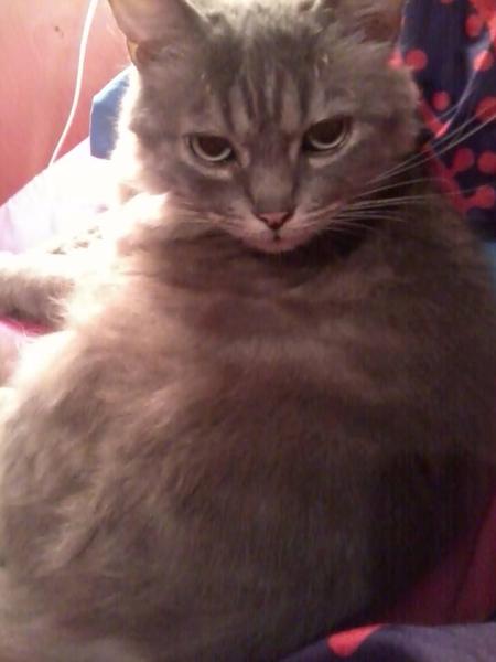 AIBU or is my cat ?