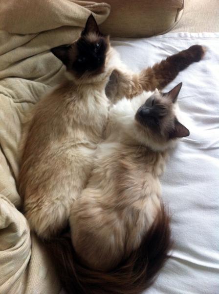 To think cats are not pets, more fluffy forms of torture.