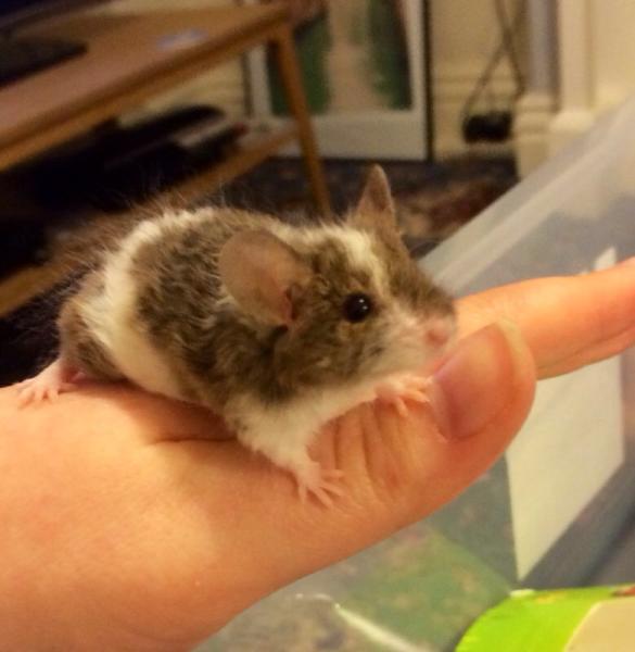 Check out how cute my new mouse is.