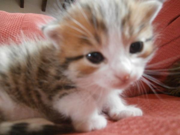 Our cat has just had kittens - now what?