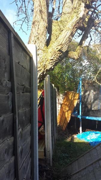 Dangerous (?) Tree in Next Door's Garden - anything I can do to speed them up sorting it?
