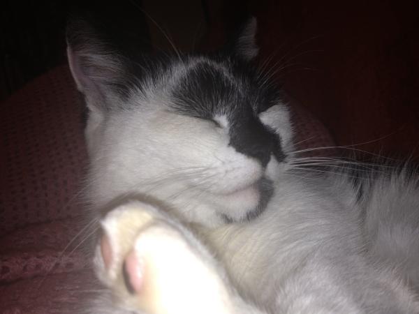 I might love my cat too much.