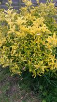 Can I move evergreen bushes