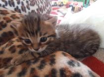Our cat has just had kittens - now what?