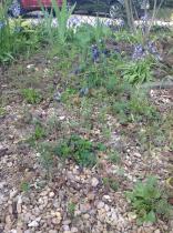 What is this weed please