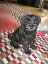 Seriously considering a miniature schnauzer, looking for advice please.