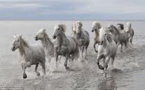 AIBU to suggest The Grand National should be banned..it's abuse