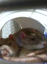 My Ratties :)