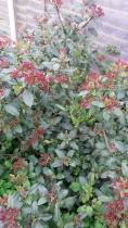 Can I move evergreen bushes
