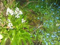 Taming the jungle - newbie gardener needing lots of advice!