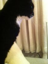anyone want to diagnose my cat?