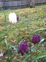 …if winter comes, can Spring be far behind? 2014 beckons us...
