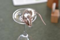 Check out how cute my new mouse is.