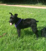 Seriously considering a miniature schnauzer, looking for advice please.