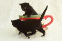 Oooh Grandkitties coming soon :D