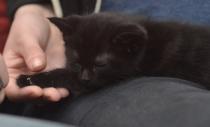Oooh Grandkitties coming soon :D