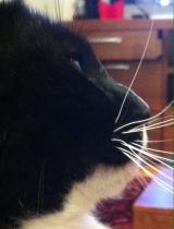anyone want to diagnose my cat?