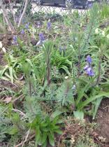 What is this weed please