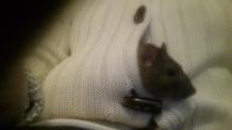 HOLY FUCKING SHIT....JUST SEEN A MOUSE...WIBU TO RUN AWAY FROM THIS HOUSE?
