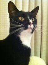 anyone want to diagnose my cat?