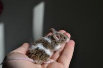 Check out how cute my new mouse is.