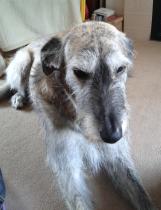 Greyhound, Whippet or Lurcher owner? Here's another pointy hounds cushion!