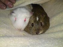 Advice on best gender GPs to get and any other tips.